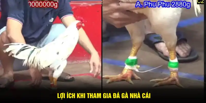 Lợi ích khi tham gia đá gà nhà cái